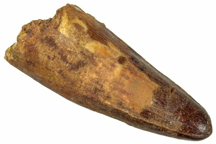 Cretaceous Fossil Crocodylomorph Tooth - Morocco #299215